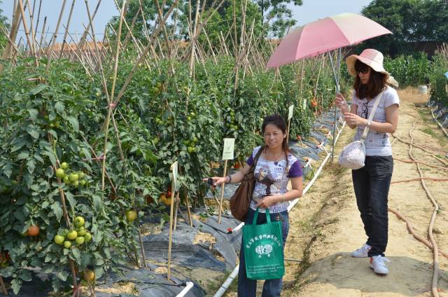 肇庆市农业良种示范推广中心良种繁育股股长、高级农艺师陈海珍（左）