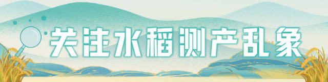 测产数据“做手脚” 种子公司被罚8万元丨关注水稻测产乱象④