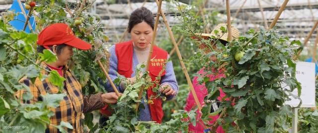 韶关市农业科技推广中心高级农艺师邓冬梅（中）服务圣女果产业。