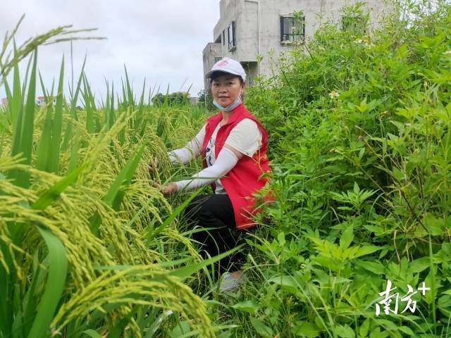 南方農(nóng)村報 李嘉鎵 制圖