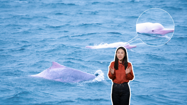 视频｜中华白海豚栖息在湛江，何以成为生态奇观？