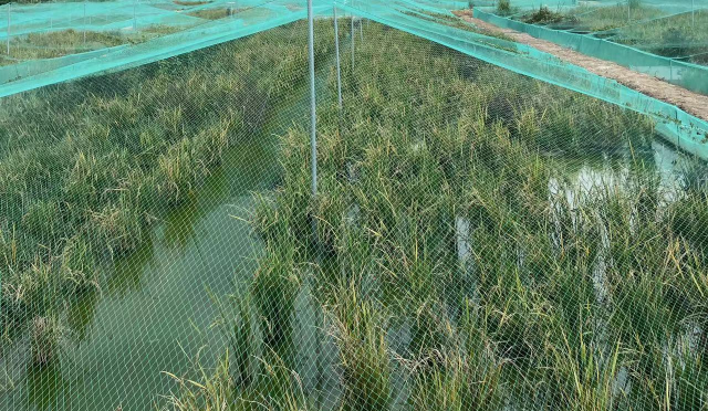 水稻基地基本实现了“一水两用，一田双收”。