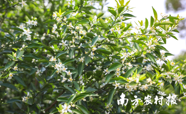 “中国陈皮之乡”新会区14万余亩柑花盛开，香飘满园。吴秒衡 摄