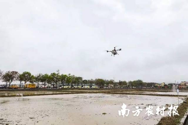 无人机已经成为广州农业生产中的重要“劳动力”