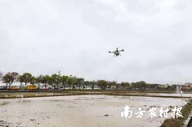 无人机已经成为广州农业生产中的重要“劳动力” 无人机已经成为广州农业生产中的重要“劳动力”