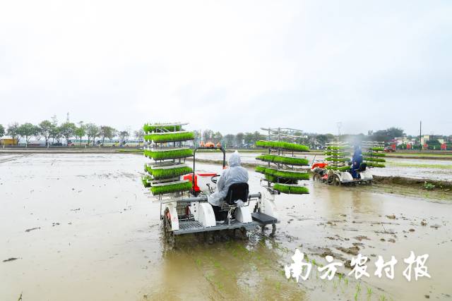 春雨如油,广州春耕工作在微风细雨中紧张展开 春雨如油,广州春耕工作在微风细雨中紧张展开