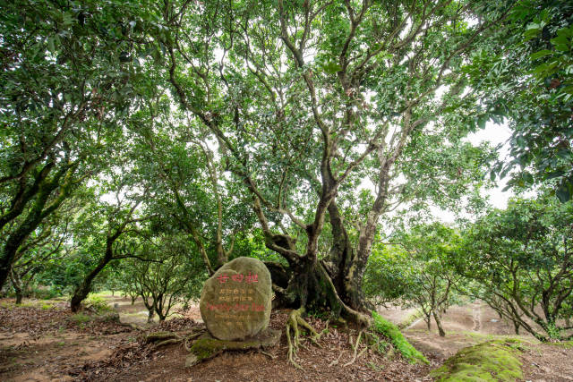 古荔园古荔树“廿四担”，树龄约1300年，每年摘果24担（每担约100斤）而得名。