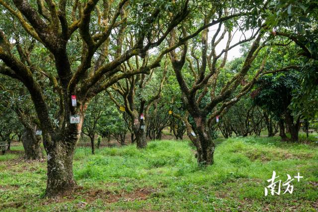 高州根子鎮(zhèn)古荔園，古樹參天,，年年碩果累累