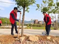 广州市派驻黄金镇帮扶工作队联合镇村干部掀起绿美生态建设热潮