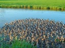 记者手记：这只“鹅”为何能迅速出圈