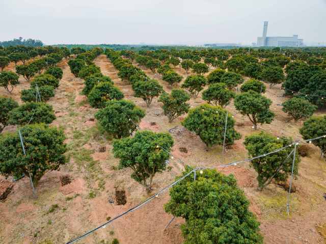 茂名荔枝园。