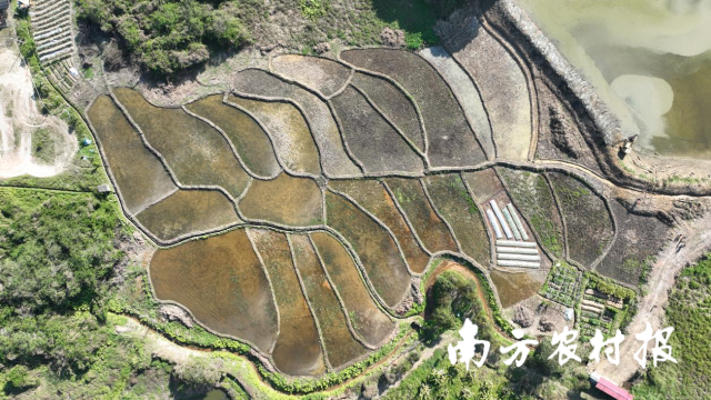 20亩撂荒地完成复垦，正开展春耕备耕工作。摄影/曾泽煌