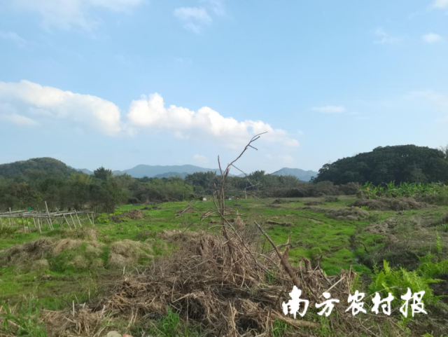 20亩撂荒地原状。