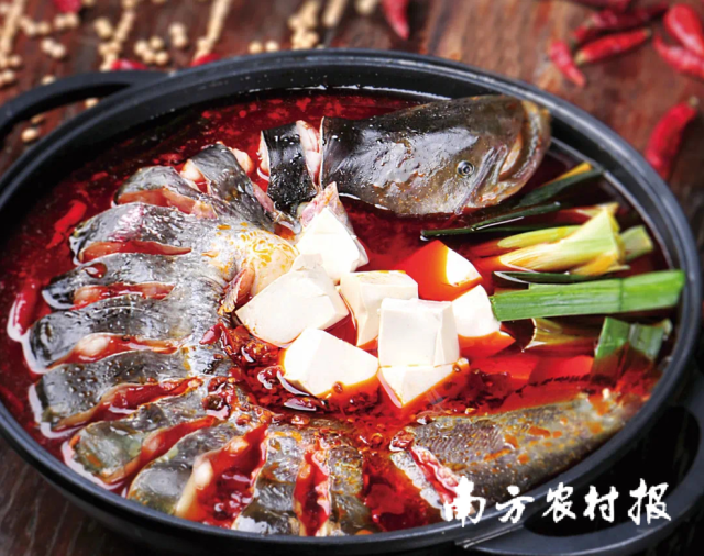 贵州餐厅出品的凯里酸汤鱼。