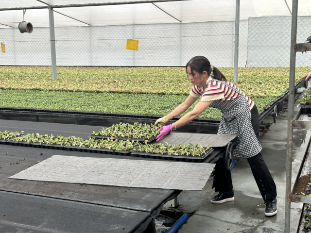 在赋美种业花卉基地内，工人正在摆放移植组培苗。