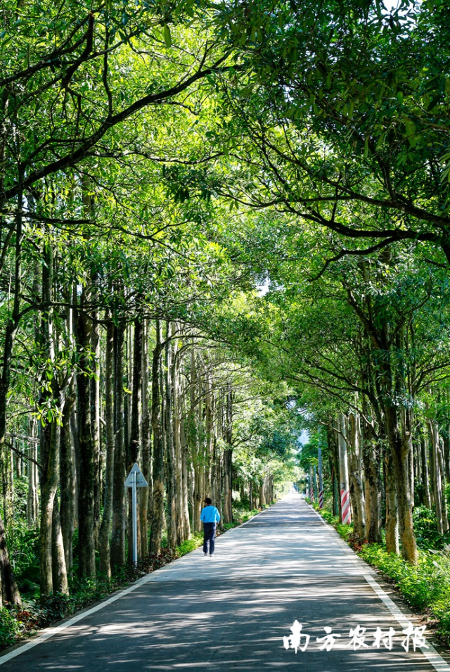 利用乡村振兴驻镇帮扶资金，楠木翁村联手周边新北村、楠木村共同打造文祠镇中北片婚纱摄影基地  摄影/谢木鑫