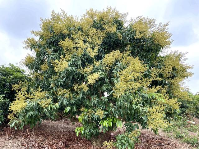 时值三月，茂名荔枝花满枝头。