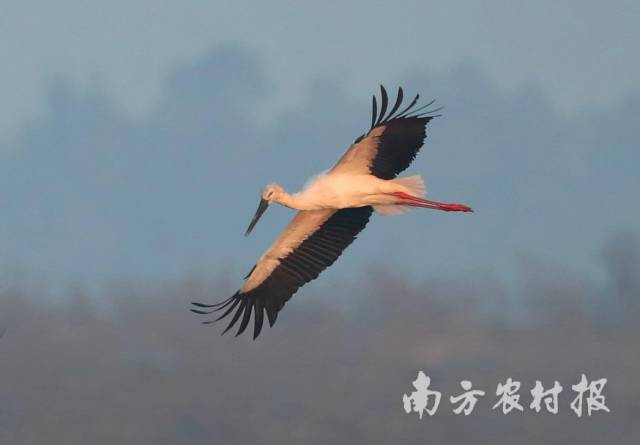 东方白鹤高飞 陈杰/摄 东方白鹤高飞 陈杰/摄