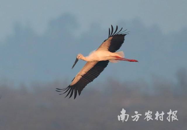 东方白鹤高飞  陈杰/摄