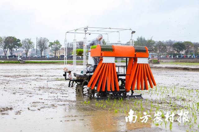 自动化插秧机在田间作业。