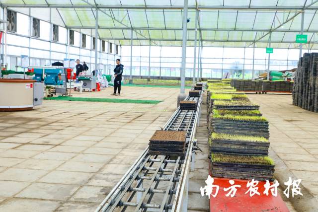 自动化育秧产线。