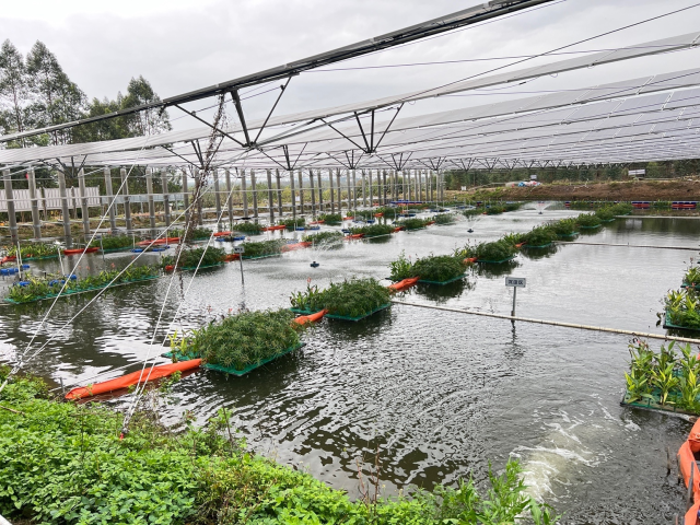 上有光伏板，下有生态化尾水处理区，未来有望发展水上蔬菜种植