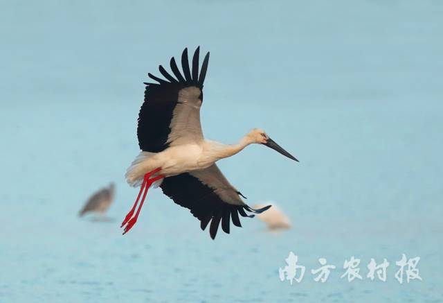 东方白鹤高飞  陈杰/摄 