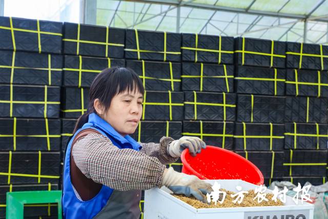 工作人员在自动化育秧产线上添加稻种。