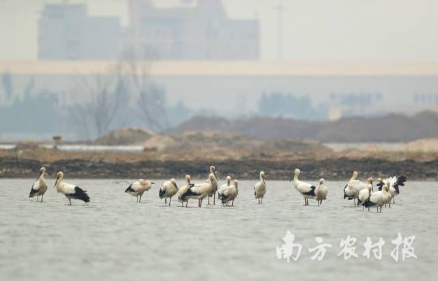 成群东方白鹳 陈杰/摄 成群东方白鹳 陈杰/摄