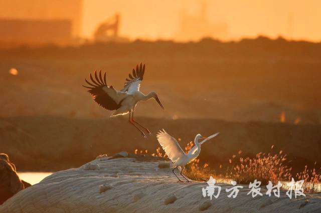 东方白鹳与其他候鸟 陈杰/摄 东方白鹳与其他候鸟 陈杰/摄