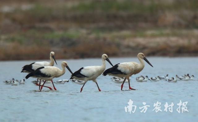 东方白鹳悠闲漫步 陈杰/摄 