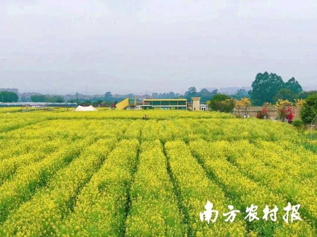 在广州增城朱村“科旺·遇稻里”丝苗米农业公园，千亩油菜花盛开。