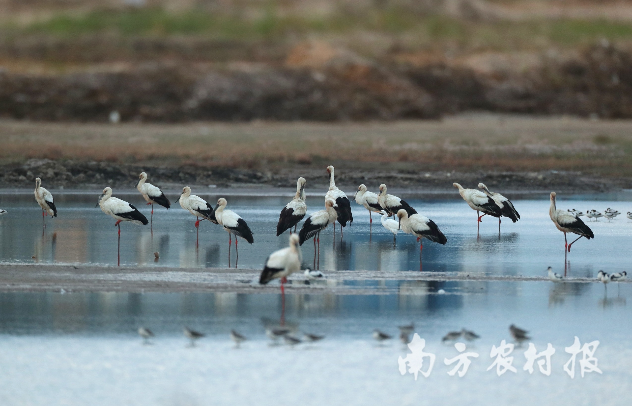 成群西方白鹳  陈杰/摄