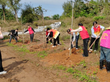 电城镇：“植”得希望，共“树”未来