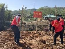 海珠区派驻埔寨镇帮扶工作队：同栽“共建林”帮扶增新绿