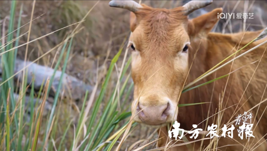 爱奇艺推出真人秀《求鲜四季》带领观众领略关岭牛等贵州的风土人情和美食文化。