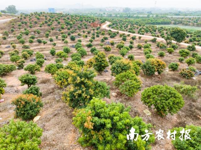 在广东省茂名市电白区水丰农场，陈子辉管理的1600亩荔枝林已“黄花累累”。 