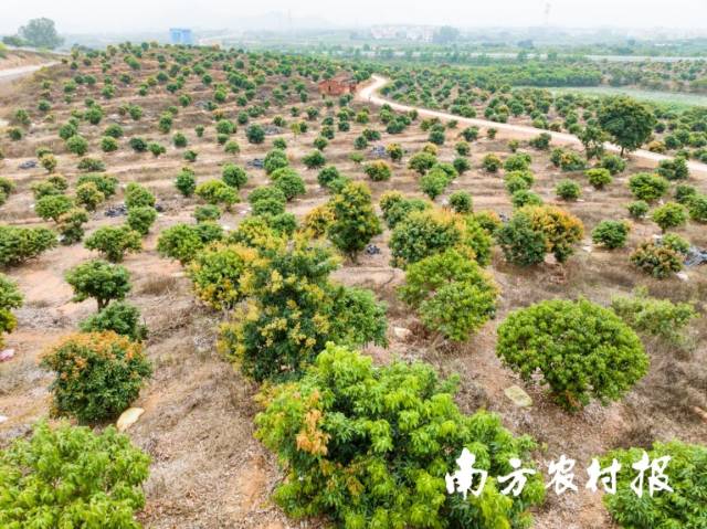 在广东省茂名市电白区水丰农场,陈子辉管理的1600亩荔枝林已“黄花累累”。 在广东省茂名市电白区水丰农场,陈子辉管理的1600亩荔枝林已“黄花累累”。
