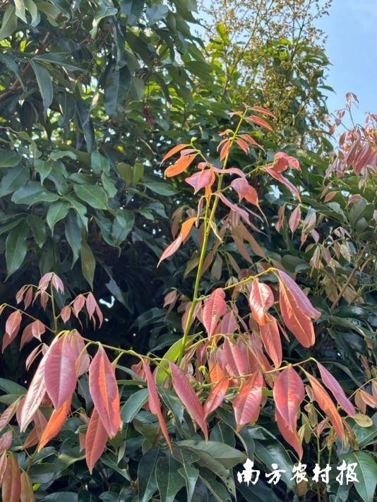 “红旗飘飘”的荔枝树。 “红旗飘飘”的荔枝树。