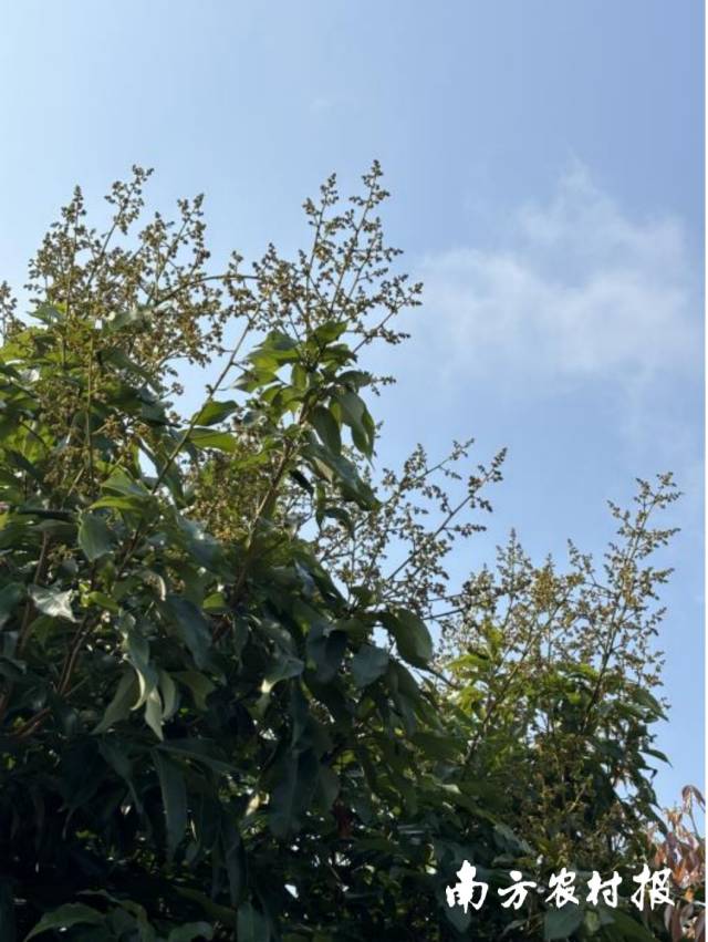 “黄花累累”的荔枝树。 “黄花累累”的荔枝树。