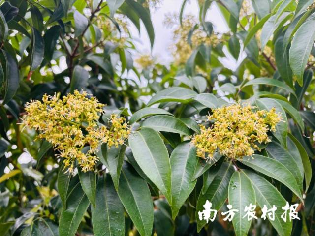 3月6日，李伟明种的采购荔枝王品种荔枝已开花，甚至隐约可见小果。商纷