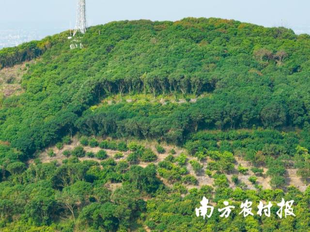 一座荔枝山，山顶栽有黑叶、白蜡，山腰下种植改良的妃子笑、白糖罂，农技人员表示可通过山上荔枝树树冠颜色判断成花率。