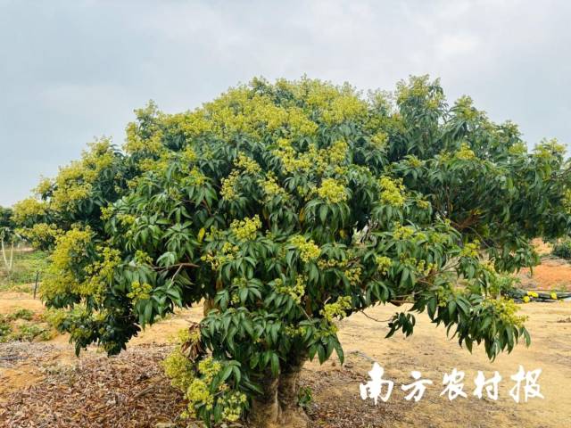 李伟明果园的荔枝树花穗压满枝头。 李伟明果园的荔枝树花穗压满枝头。