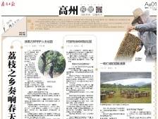 荔枝之乡奏响春天乐章｜速览《南方日报·高州视窗》139期