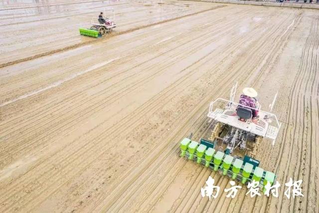 廉江市以科技创新为引领，推动粮食等作物耕种的机械化、标准化、规模化。