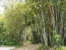 山涛与嵇康的“葛藤”