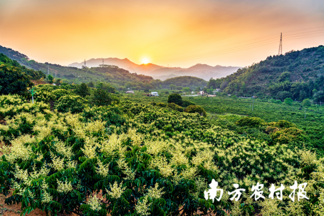  《夕照黄花分外艳》摄影/周燊平