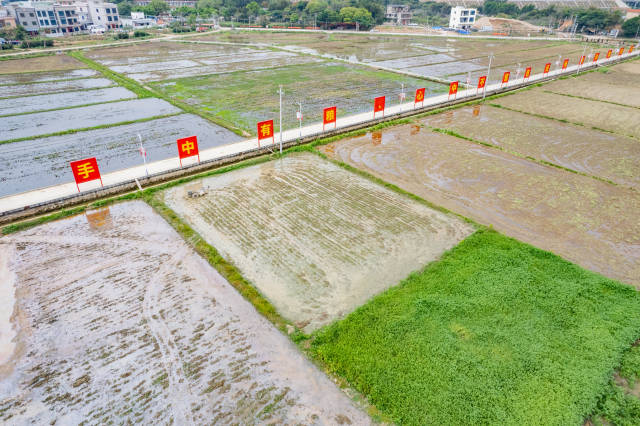鹅埠镇水美村杂交水稻试验基地。