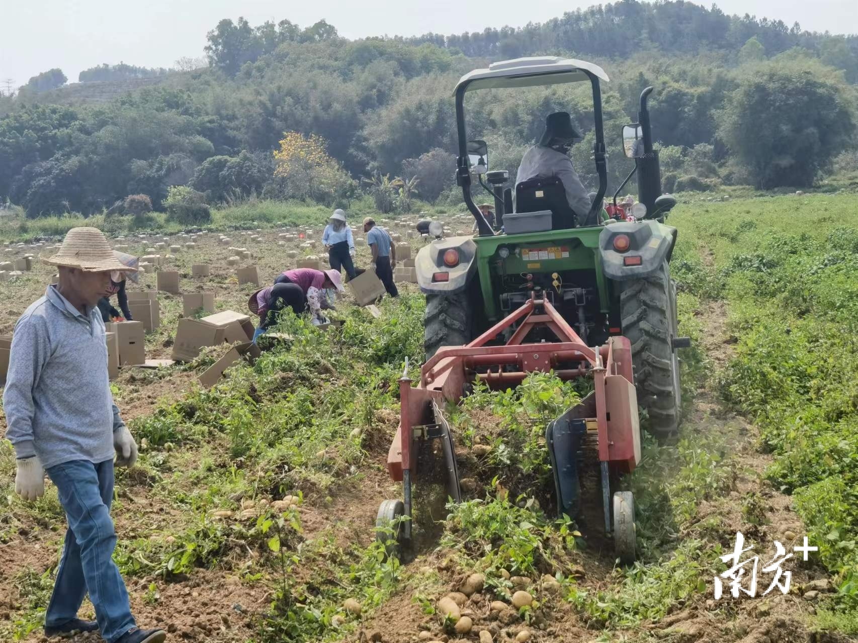 肇庆四会市泾口镇裕景农业基地，“新农人”收获马铃薯的繁忙景象。唐梦 摄