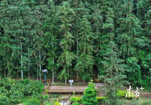 时至今日，习仲勋老书记当年亲自抚育的蓝钟杉傲然挺立、生机勃勃。